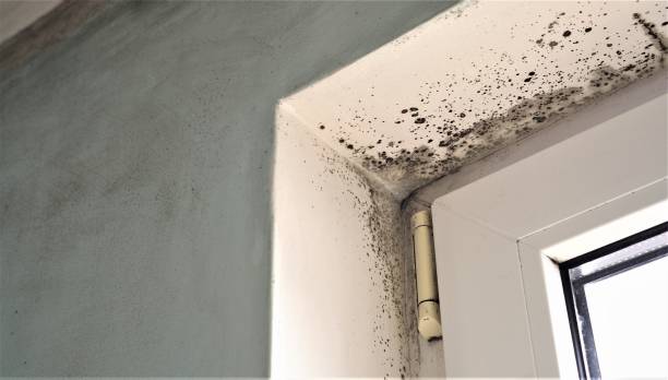 Best Asbestos and Lead Testing During Mold Inspection  in Pinch, WV