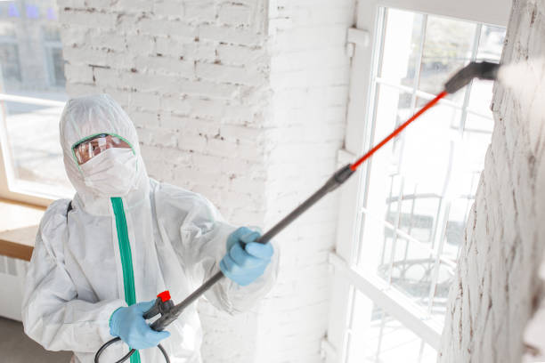 Best Attic Mold Removal  in Pinch, WV