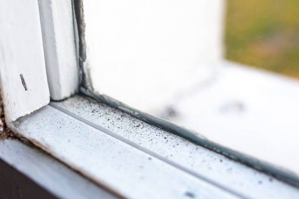 Best Environmental Consulting for Mold Prevention  in Pinch, WV
