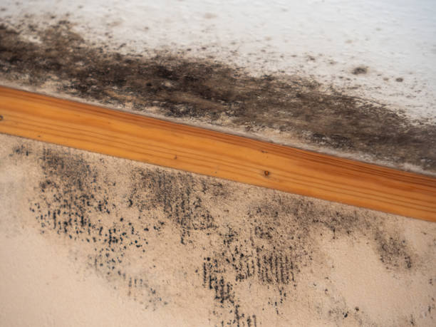 Best Real Estate Mold Inspection  in Pinch, WV