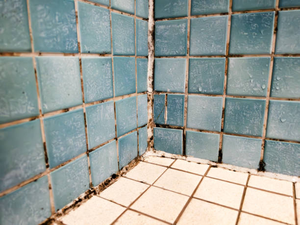 Professional Mold Removal in Pinch, WV