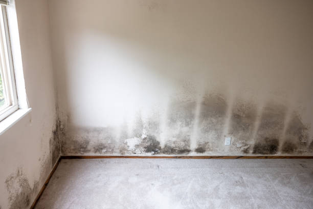 Best Mold Remediation for Vacation Homes  in Pinch, WV