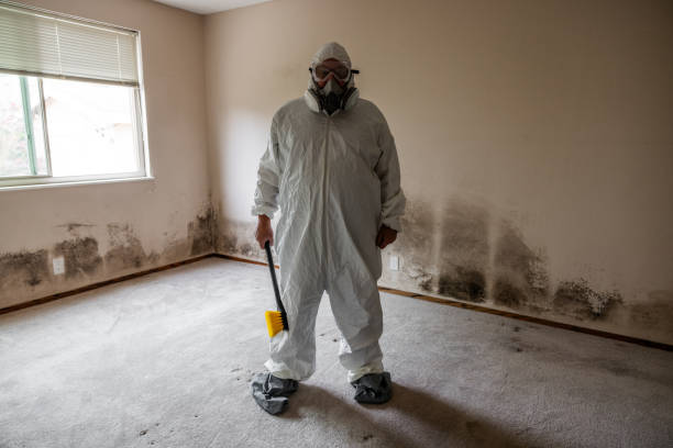 Best Post-Construction Mold Inspection  in Pinch, WV