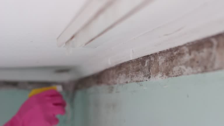 Best Water Damage & Mold Remediation  in Pinch, WV